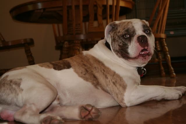 Picture of Alapaha Blue Blood Bulldog