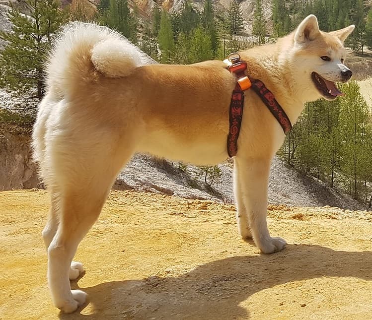 Picture of Akita
