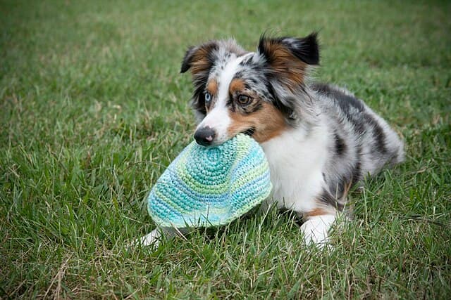 Picture of Australian Shepherd