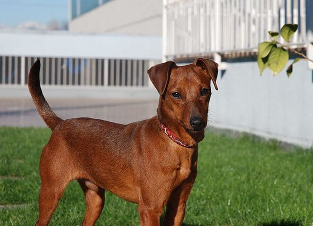 Picture of Miniature Pinscher
