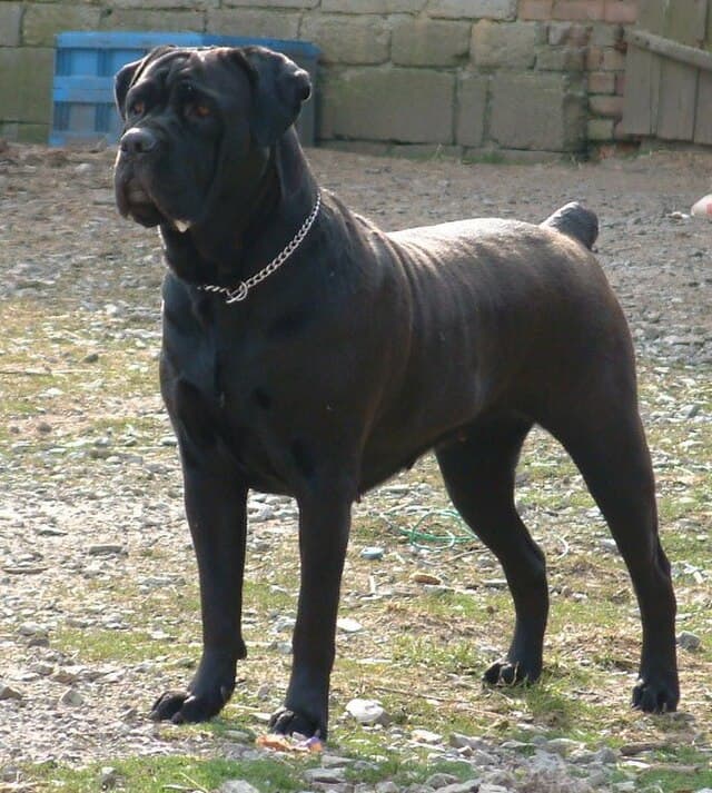 Picture of Cane Corso
