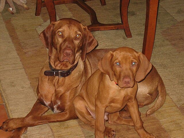 Picture of Vizsla