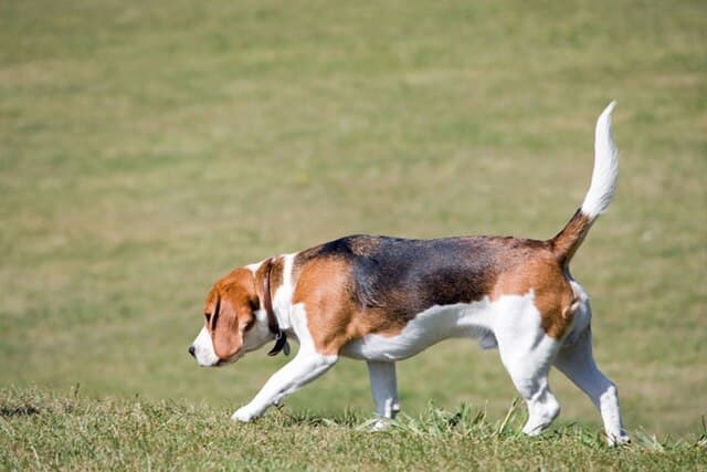 Picture of Beagle
